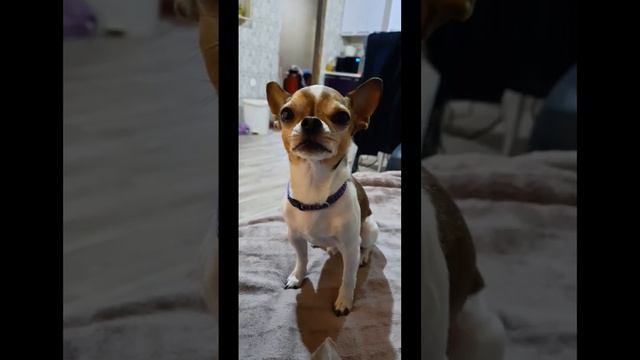 ....... прощай........ история в коментах((( #грусть #плачу #прощай ..... смотреть онлайн