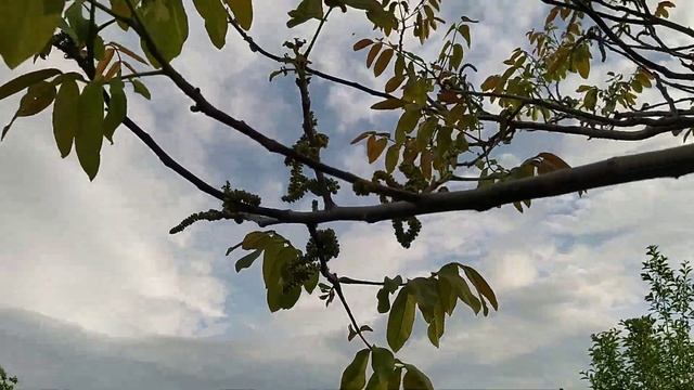 Грецкий орех Идеал/ Цветение взрослого дерева