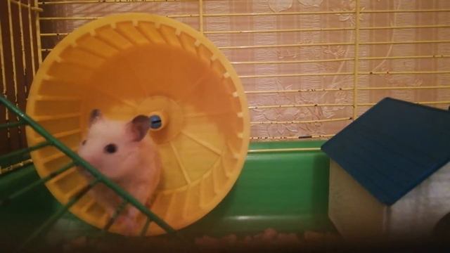 Сирийский хомяк, забавный🐹❤️