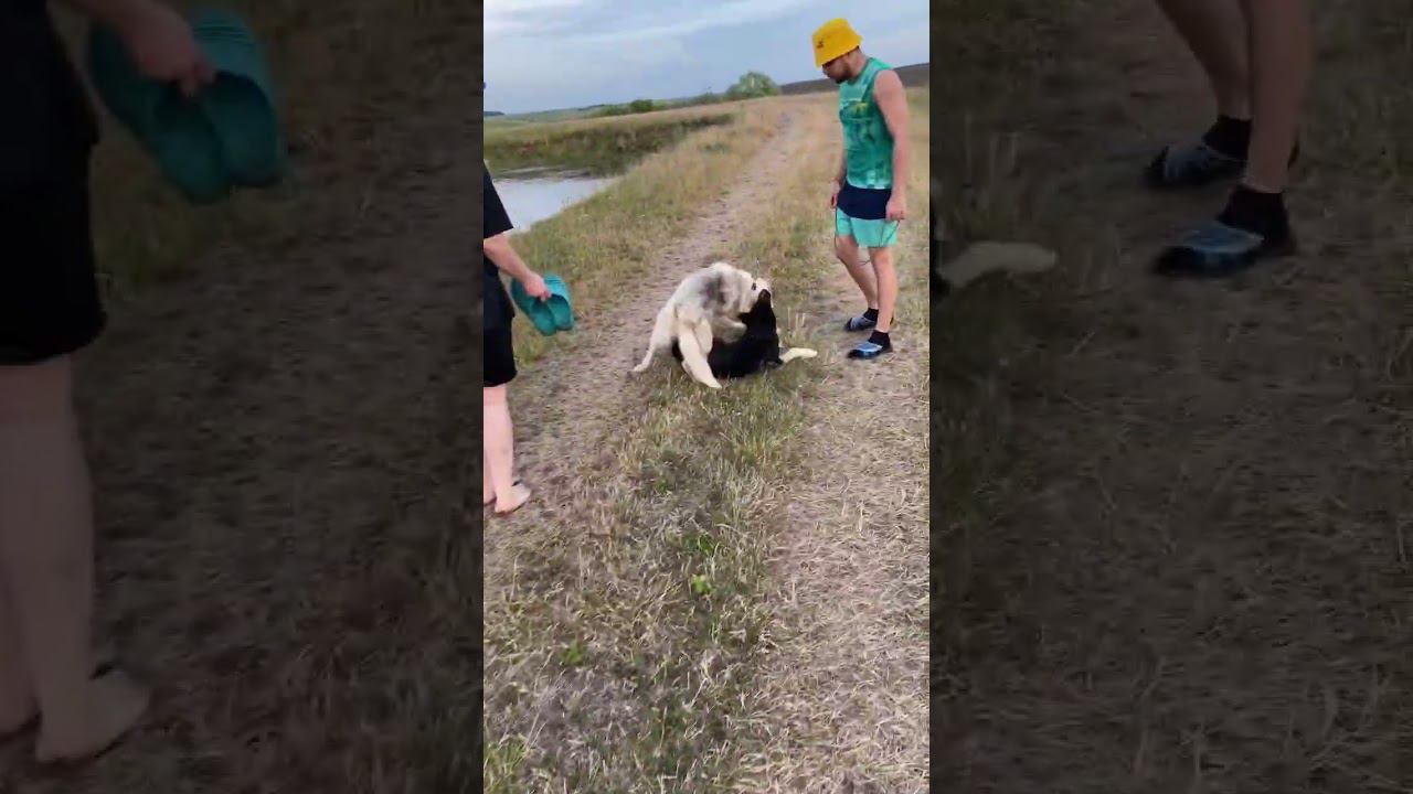 Собака сладкоежка - Граф чудик смотреть онлайн