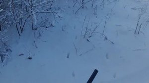 загонная охота на косулю 26.12.2021