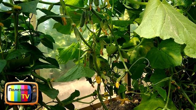 ЖЕЛТЕЮТ ОГУРЦЫ СРОЧНО ПРИНИМАЙТЕ МЕРЫ ЧТОБЫ СПАСТИ УРОЖАЙ смотреть онлайн