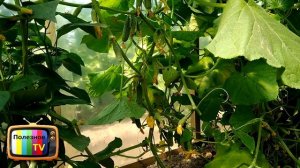 ЖЕЛТЕЮТ ОГУРЦЫ СРОЧНО ПРИНИМАЙТЕ МЕРЫ ЧТОБЫ СПАСТИ УРОЖАЙ