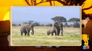 Кто живет в Африке? Давай узнаем!