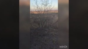 ЛУЧШАЯ ОХОТА 2020. ОХОТА НА ВОЛКА 2020. ЗАГОН ВОЛКА 2020.