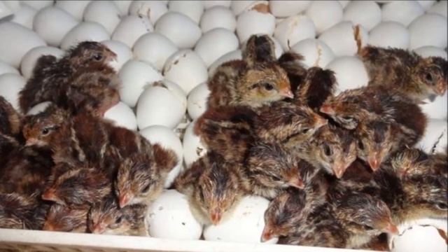 Разведение перепелов в домашних условиях как бизнес