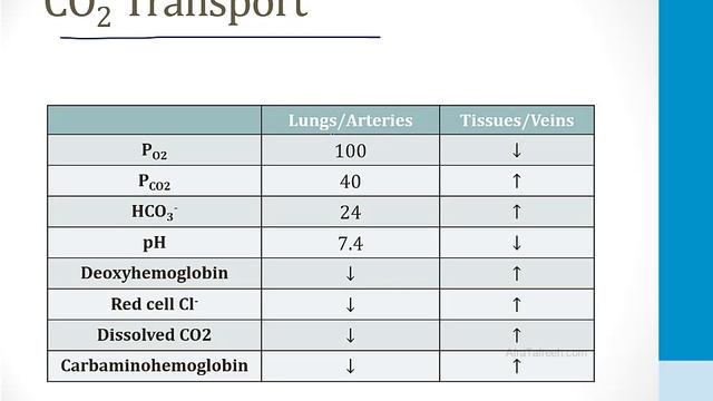 Лёгкие USMLE - 1. Эмбриология, анатомия и физиология - 8.Углекислый газ