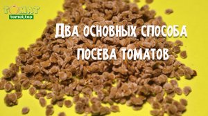 Посев семян томатов на рассаду. Два основных способа посева томатов. Обсудим плюсы и минусы