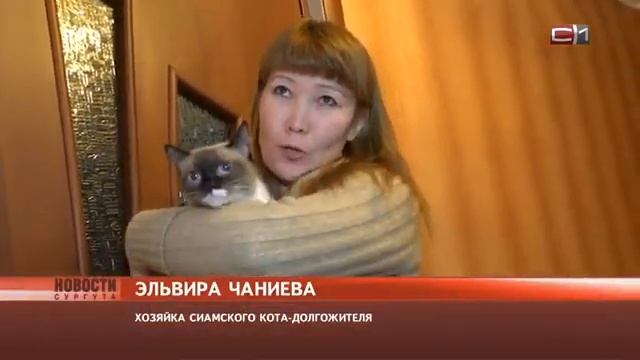 Застал Ельцина: кот-долгожитель из Тюмени попал в Книгу рекордов России смотреть онлайн