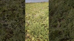 Арбузы сорт Топ Мара. Данные арбузы будут перебиты на семена.