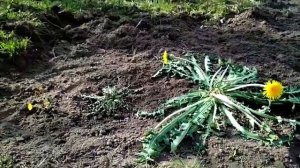 В чём отличие одуванчиков и мать-и мачехи