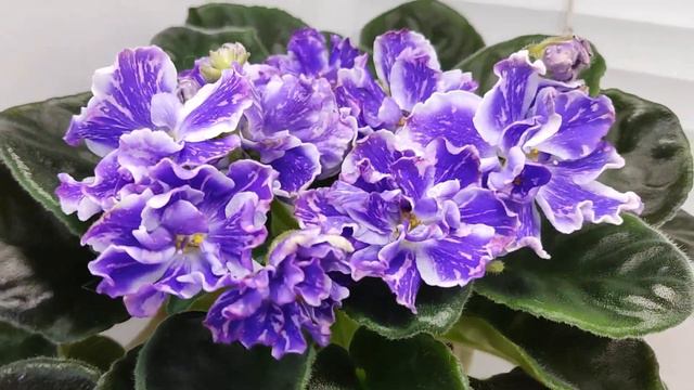 Фиалка НД-Уральские Самоцветы Люкс