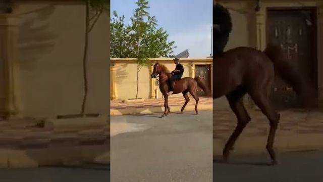 Arabian stallion ? #horse #shorts #лошади #арабскиелошади #оаэ #скакун #араб