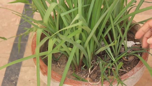 Tuberose Leaves Cutting in Summer-Tuberose Care and Maintenance смотреть онлайн