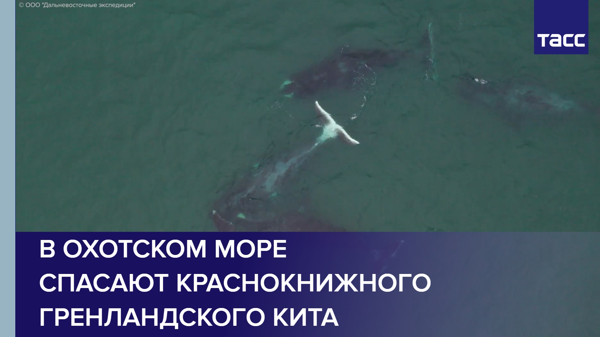 В Охотском море спасают краснокнижного гренландского кита
