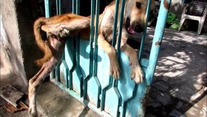 Пёс застрял в заборе и плакал от боли. Люди боялись к нему подойти, посмотри, что случилось дальше!