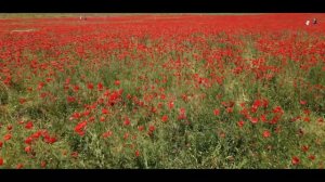 23.05.21 Маковое поле между Терновкой и Сахарной головкой, Севастополь.