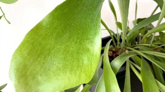 ПЛАТИЦЕРИУМ ОЛЕНЕРОГИЙ / PLATYCERIUM BIFURCATUM [Краткий Видео Обзор] смотреть онлайн