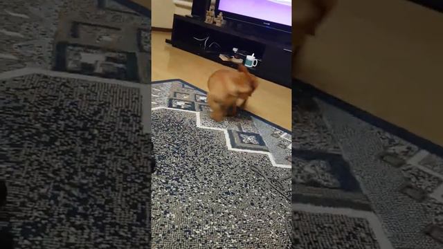 Словлю тебя! Собака чихуахуа бегает за хвостом! Catch ya! Dog chasing its tail!