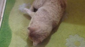 Папина зубная щётка для кота!