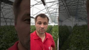 ТВОИ ТОМАТЫ СКАЖУТ СПАСИБО Обработка томата. Микроэлементы для помидора!!! Борьба с болячками ТОМАТ