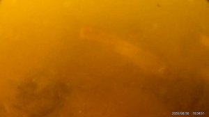 КОНОПЛЯНОЕ vs ПОДСОЛНЕЧНОЕ ? масло - реакция рыбы ?. Подводная съемка рыбалки. Карась,плотва,уклейк