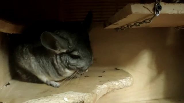 Шиншиллы.  Chinchillas. 龙猫。شنشلس. Şinşillalar. Chinchillas. Cincillà. טשינטשיללאַס. چینچیلاها. ชินช.