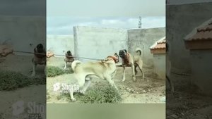 ОХОТНИК НА ВОЛКОВ
