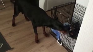 Цвергпинчер против Добермана(драки в стае)