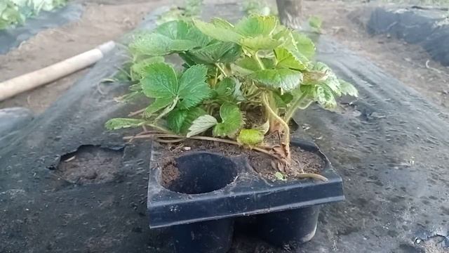 Посадка клубники "Азия" 2021 | Поздняя посадка клубники "Азия" смотреть онлайн