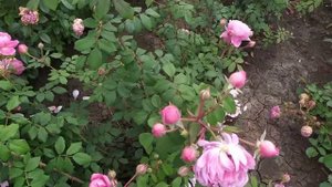 КВИН ОФ СВИДЕН (Queen Of Sweden), Austin, 2004Английские розы (English Rose, Austin)