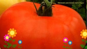 Томат обыкновенный Юбилейный Тарасенко. Краткий обзор, описание характеристик, где купить семена