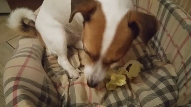 Китайская капуста.Джек рассел терьер Санта с удовольствием ест капусту. Собака - вегетарианка смотреть онлайн