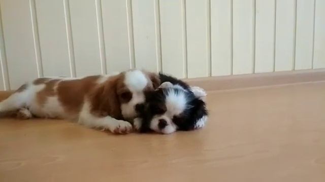 Кавалер Кинг Чарльз Спаниель Капелька