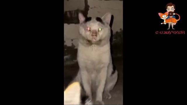 прикольные 🤣🤣🤣 озвучки 🐈🐈⬛🦮