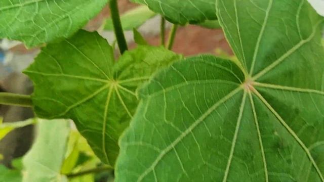 Hibiscus Mutabilis plant propagation care |स्थल कमल смотреть онлайн