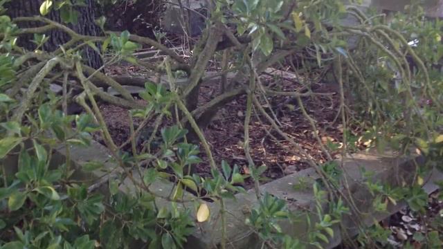 В РПЦ ОСУДИЛИ ИДЕЮ КРЕМАЦИИ ОСТАНКОВ ИЗ ЗАБРОШЕННЫХ МОГИЛ смотреть онлайн