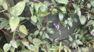 A wall of clematis - 6 months on