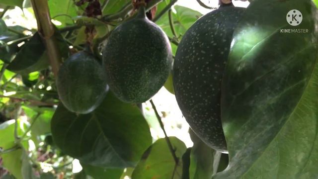 La granadilla 🌱#granadilla #passiflora