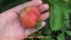 Земляника в Сибири//Джоли