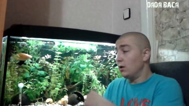 Питательный грунт для аквариума! Почему я запустил аквариум без подложки[#Питательный грунт]