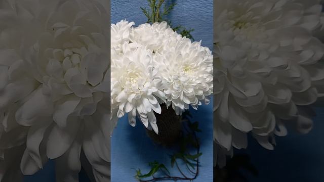 Белые хризантемы #chrysanthemumflower #chrysanthemum