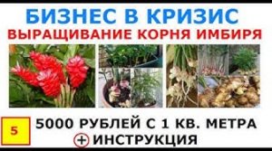 5000 рублей с 1 кв  метра   как выращивать имбирь в домашних условиях и открытом грунте
