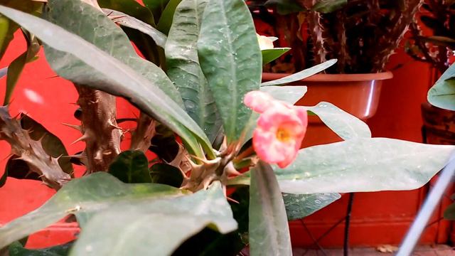 Resultados Corona de Cristo del FERTILIZANTE + SORPRESA de Listón y... смотреть онлайн