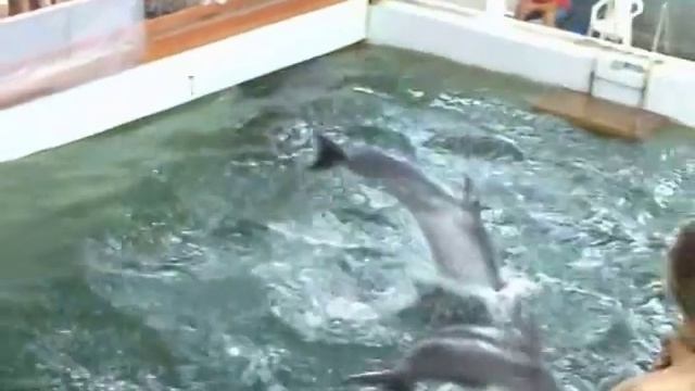 Шоу дельфинов и морских котиков в Карадагском дельфинарии ➨ Show dolphins and sea lions смотреть онлайн