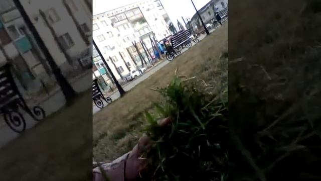 МОРСКАЯ СВИНКА НА ПРИРОДЕ!🐷🐹 смотреть онлайн