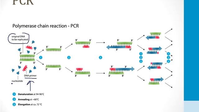 Клеточная биология USMLE - 2. Лабораторные методы - 1.ПЦР (полимеразная цепная реакция)