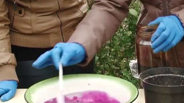 Тюльпаны