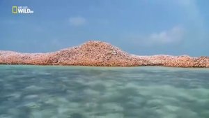 Удивительные существа (Гигантский стромбус)
