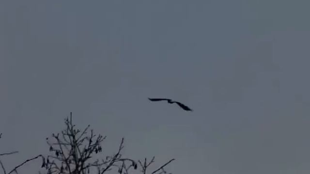 Chukotka Moose Hunting In Kamchatka 2008. Охота на Чукотского лося на Камчатке 2008.